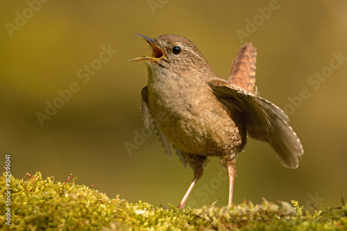 Photo The Eurasian wren (Troglodytes troglodytes) is a very small bird, and the only member of the wren family Troglodytidae found in Eurasia and Africa