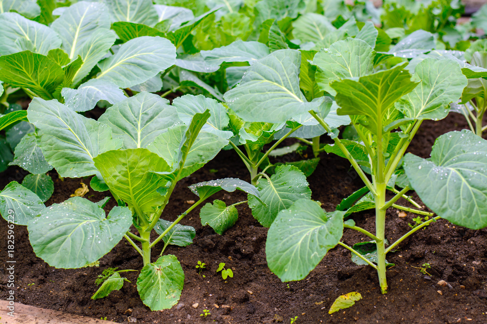 Sprouts cabbage in the garden in the home garden