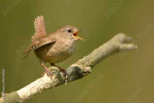 Obraz na plátně The Eurasian wren (Troglodytes troglodytes) is a very small bird, and the only member of the wren family Troglodytidae found in Eurasia and Africa