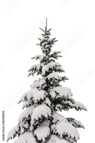 Snow-covered spruce isolate