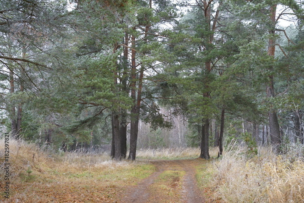 Obraz premium road