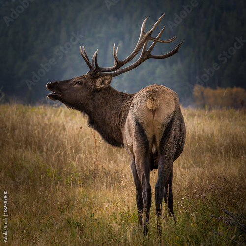 Wallpaper Mural Early Mornign Bull Buge,1x1, 9.2017 Torontodigital.ca