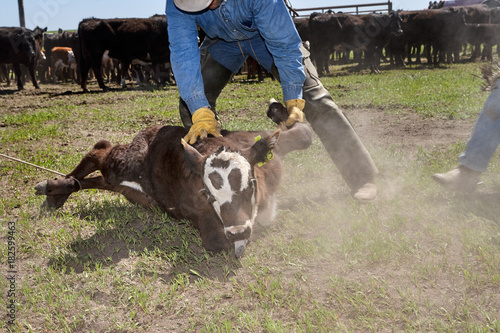 Φωτογραφία Cowboy roping a young calf