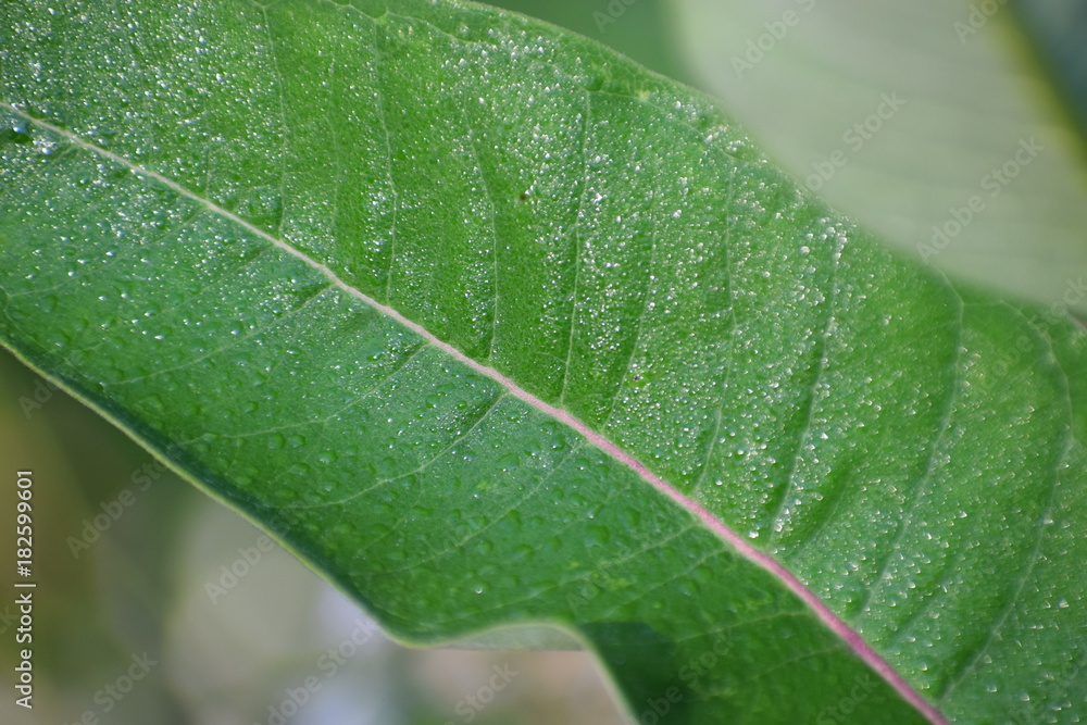 leaf leaf