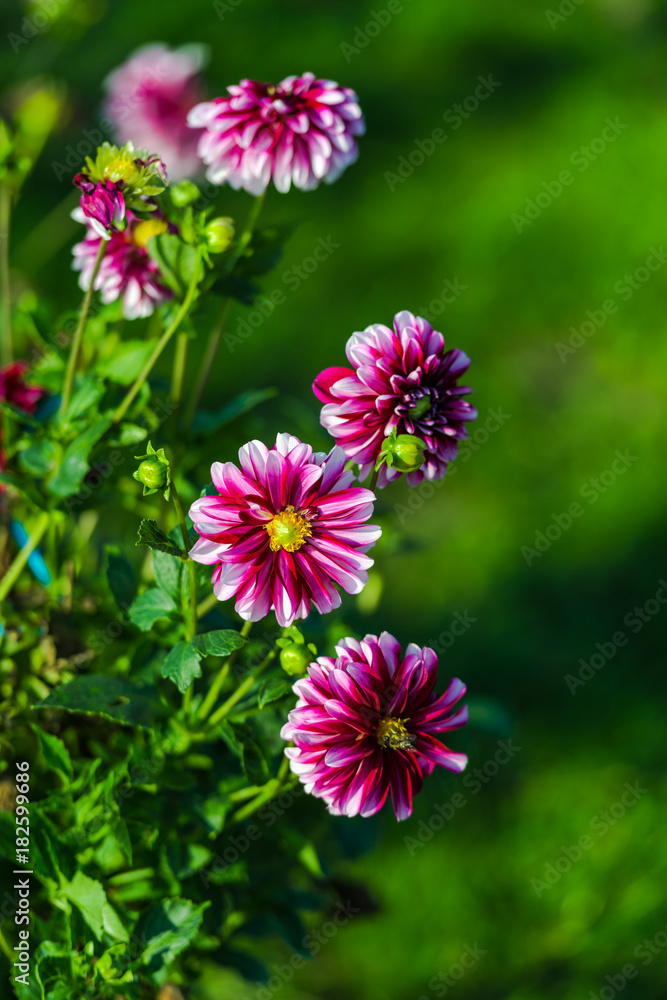 Dahlia flowers Dahlia flowers