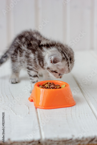 Small young kitten and oran...