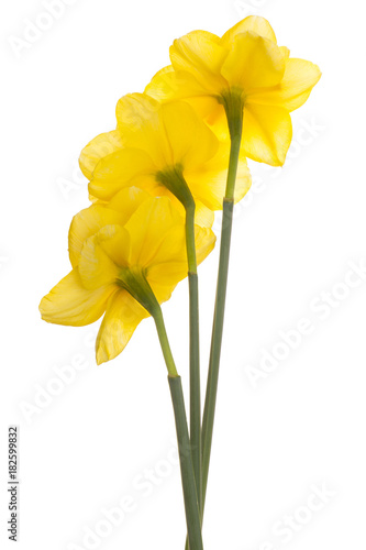Fototapeta Naklejka Na Ścianę i Meble -  daffodil flower isolated