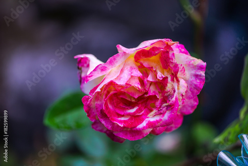 Garden flowers