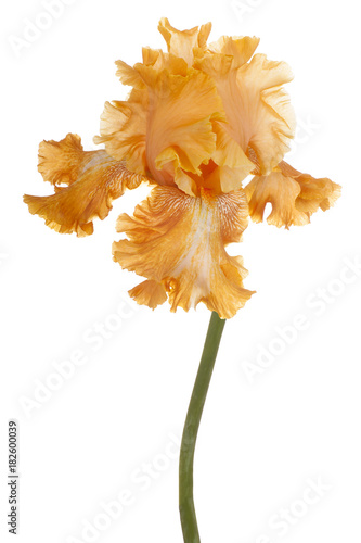 Fototapeta Naklejka Na Ścianę i Meble -  iris flower isolated