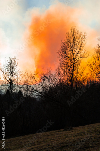 Fire in forest