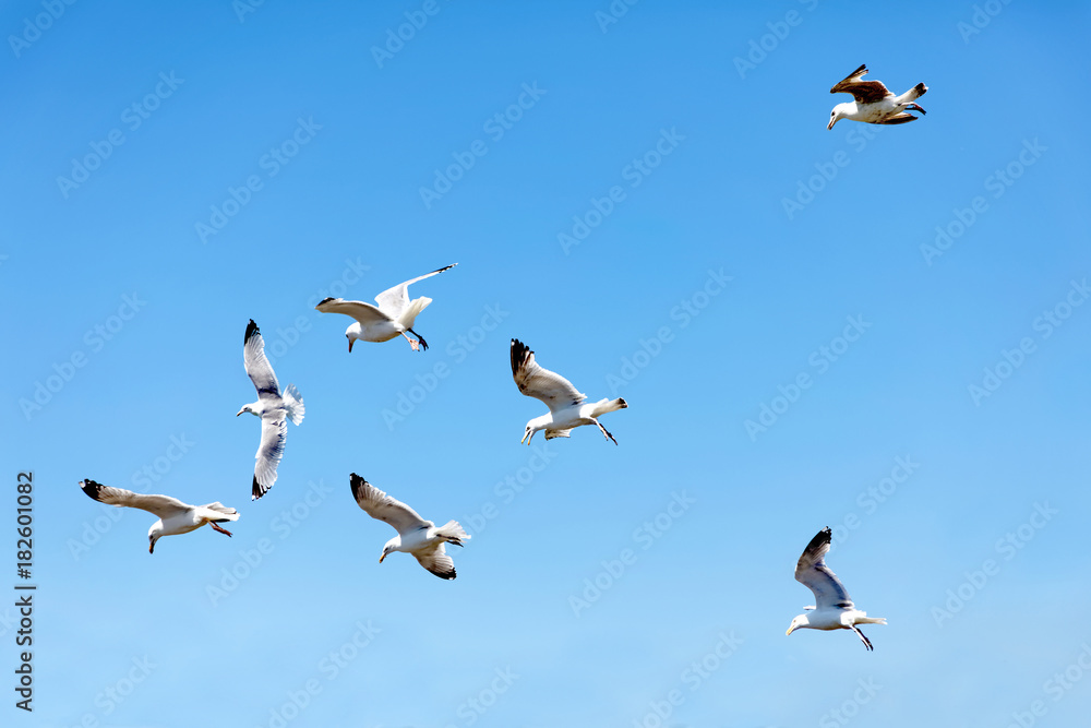 Flock of fighting flying seagull and the blue summer sky in the background