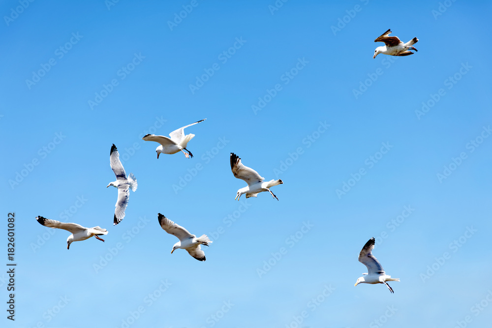 Flock of fighting flying seagull and the blue summer sky in the background Flock of fighting flying seagull and the blue summer sky in the background