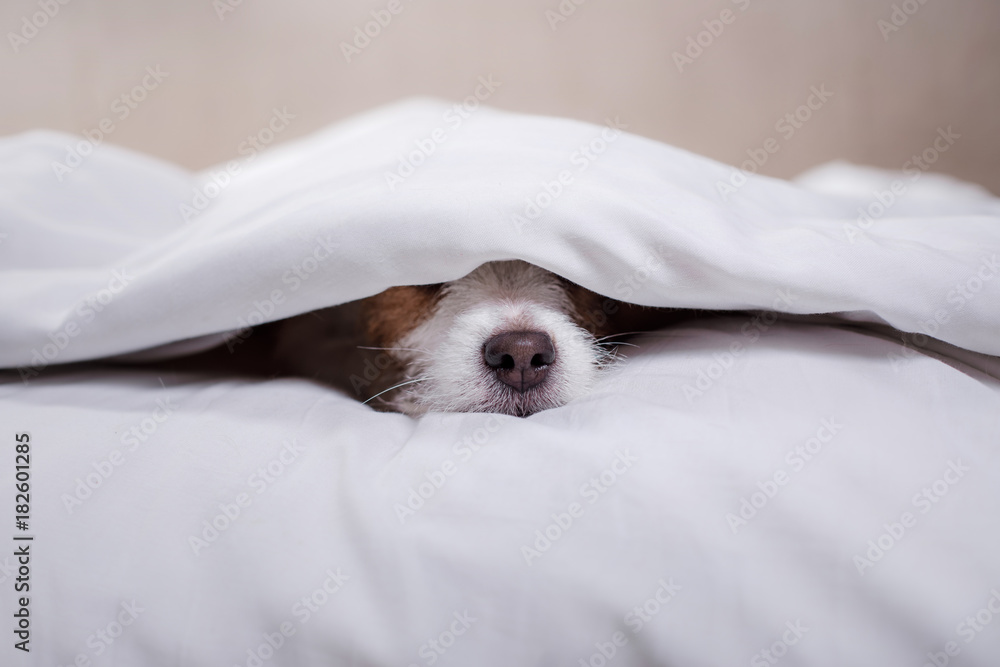 Dog Jack Russell Terrier lying in bed - obrazy, fototapety, plakaty 