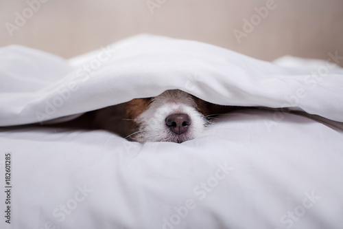 Dog Jack Russell Terrier lying in bed