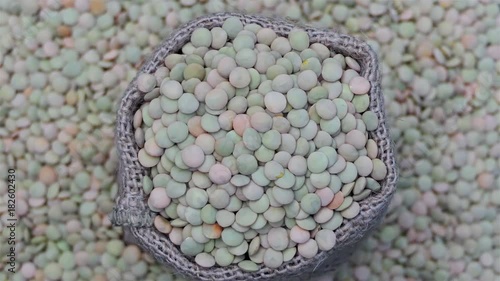 Gunny bag of lentils rotation isolated on green background. Raw lentils on a burlap rotating over farm background. Vegetarian food concept. Agrigulture concept background. organic and gourmet food photo