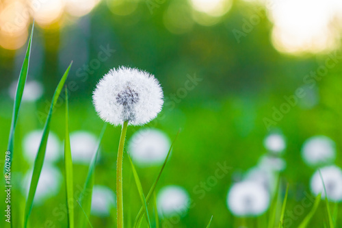 Fototapeta Naklejka Na Ścianę i Meble -  Fluffy dandelion flower on the edge of a wood against the background of the summer sunset and green grass during warm summer evening
