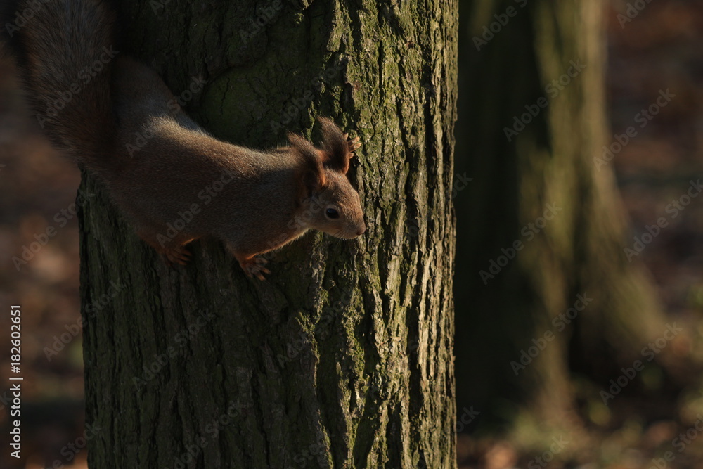 red-haired furry squirrel in the park red-haired furry squirrel in the park