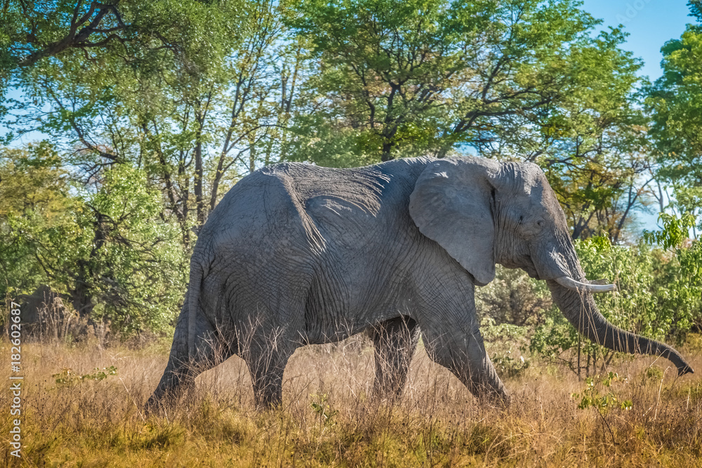 Fototapeta premium Elephant bull in musth, Moremi Game Reserve, Okavango Delta, Botswana