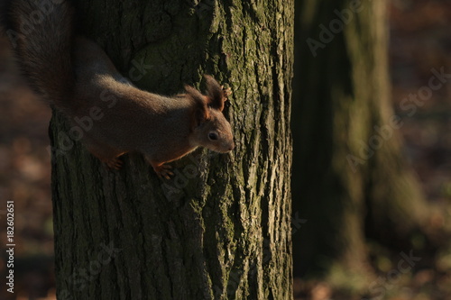 red-haired furry squirrel in the park