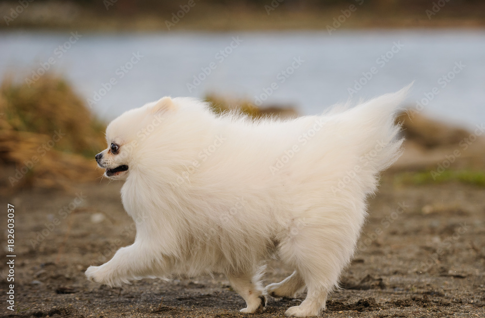 Fototapeta premium White Pomeranian dog running on the outdoor beach