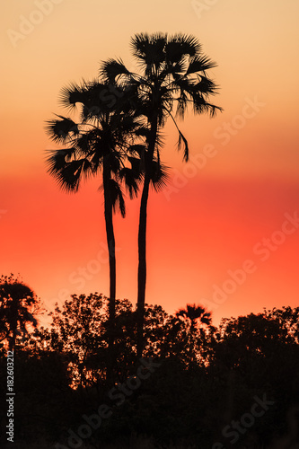 Sunset  Moremi Game Reserve  Okavango Delta  Botswana