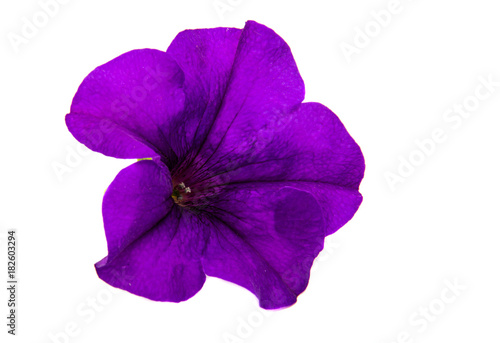 violet flower of petunia isolated