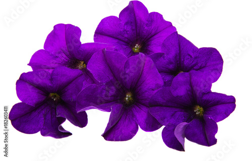 violet flower of petunia isolated
