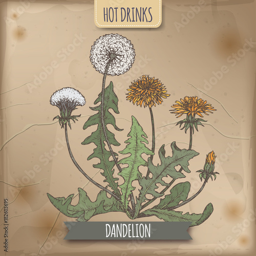 Dandelion aka Taraxacum officinale color sketch. Hot drinks collection.