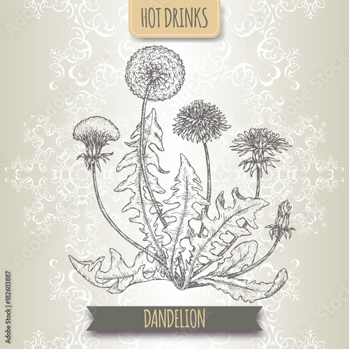 Dandelion aka Taraxacum officinale sketch. Hot drinks collection.