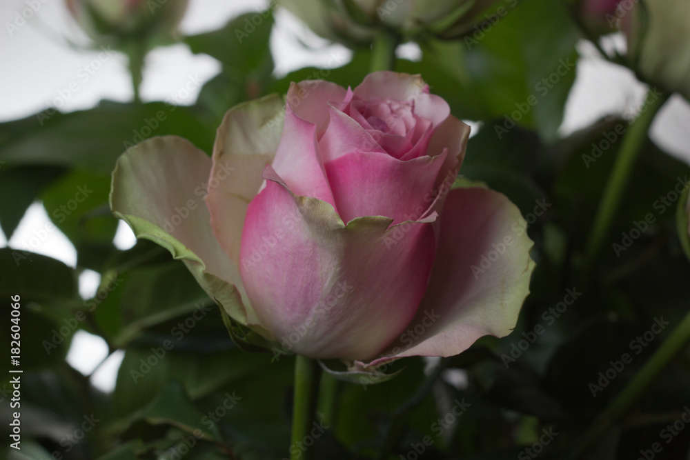 A beautifull rose