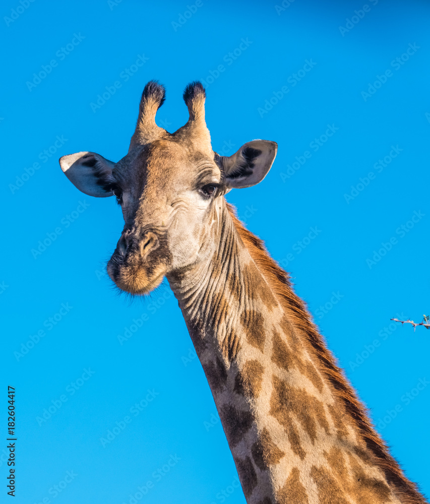 Fototapeta premium Giraffe, Moremi Game Reserve, Okavango Delta, Botswana