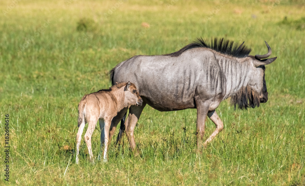 Wildebeest mother and calf, Moremi Game Reserve, Okavango Delta, Botswana Wildebeest mother and calf, Moremi Game Reserve, Okavango Delta, Botswana