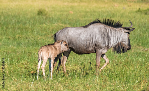 Wildebeest mother and calf  Moremi Game Reserve  Okavango Delta  Botswana