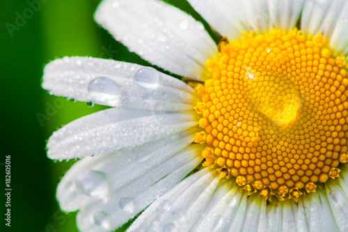 Fototapeta Naklejka Na Ścianę i Meble -  Chamomile or camomile flower with drops of water on the white petals after rain on the green background . Close-up. Macro.