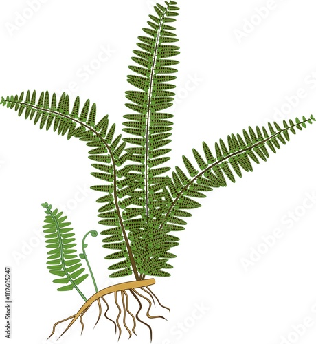 Green fern with rhizome and roots on white background