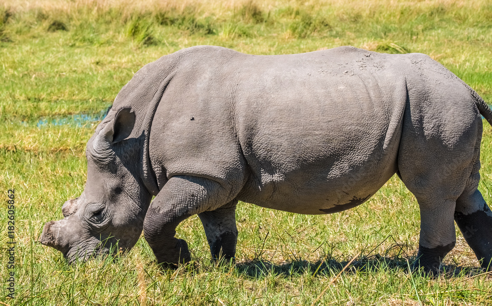 Obraz premium White rhino dehorned by rangers to protect it from poachers, Moremi Game Reserve, Okavango Delta, Botswana
