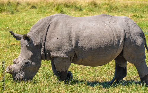 White rhino dehorned by rangers to protect it from poachers, Moremi Game Reserve, Okavango Delta, Botswana
