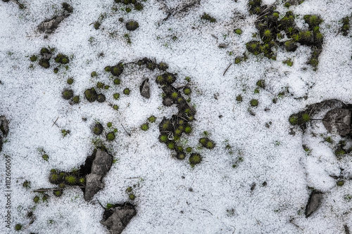 Closeup of the textures of snowy ground with stones and plants peeking through
