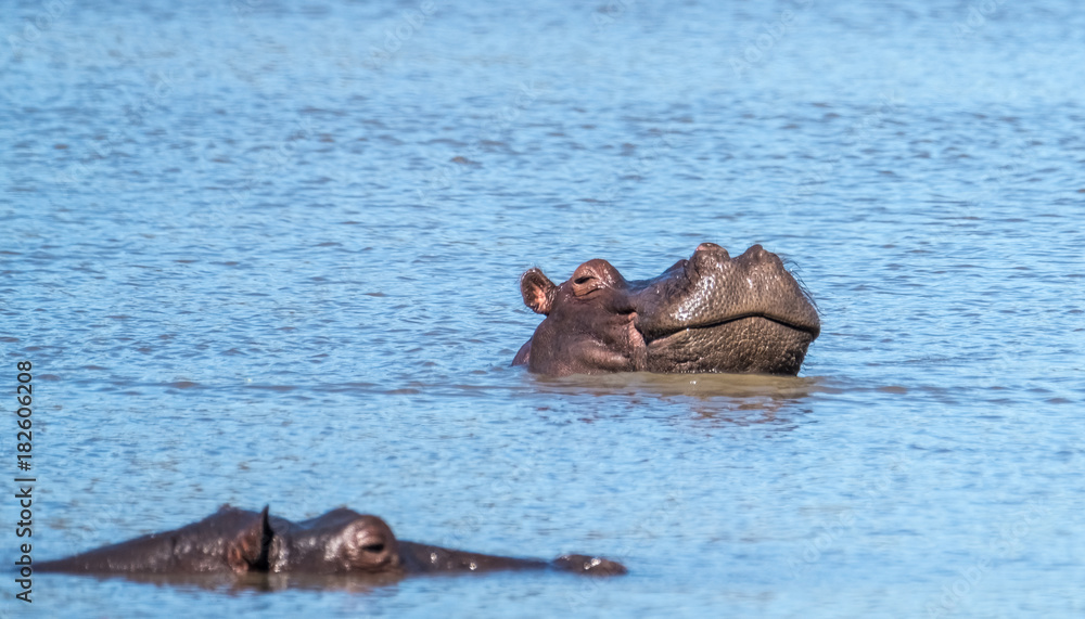 Fototapeta premium Hippo pool, Moremi Game Reserve, Okavango Delta, Botswana