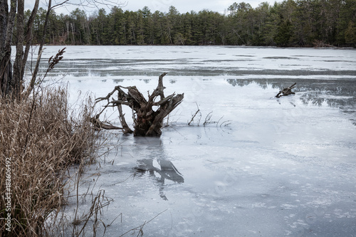 Frozen lake shore with log reflection