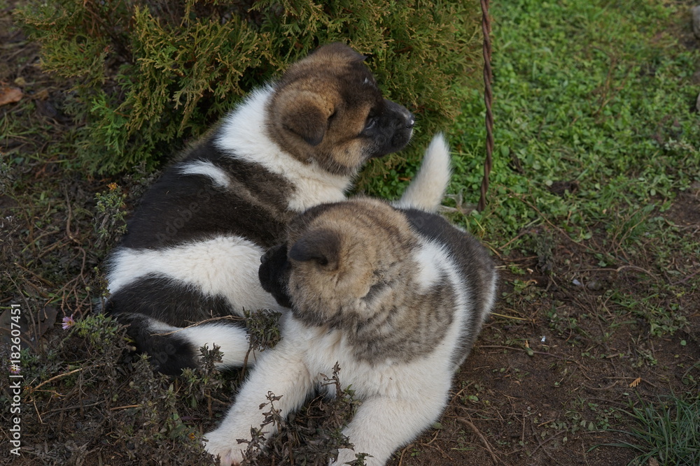puppy puppy