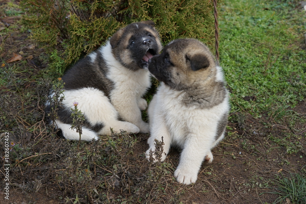 Naklejka premium puppy