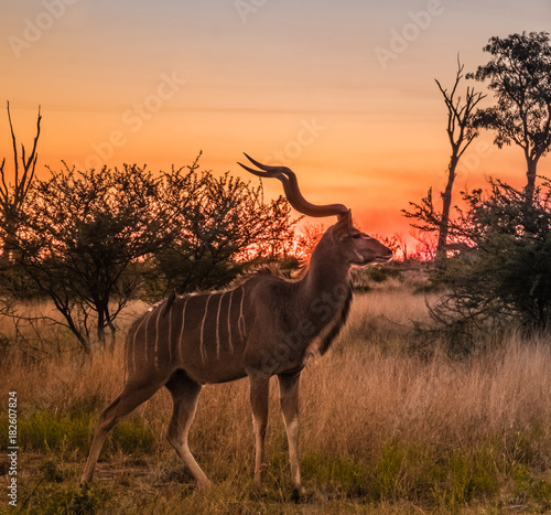Male greater kudu  Moremi Game Reserve  Okavango Delta  Botswana