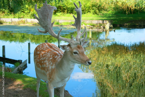 Deer in Bushey Park close up photo