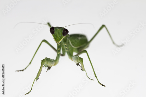 Praying Mantis Mantis religiosa