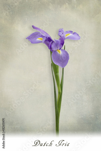 Fototapeta Naklejka Na Ścianę i Meble -  Collage of Dutch iris stem on textured background with text