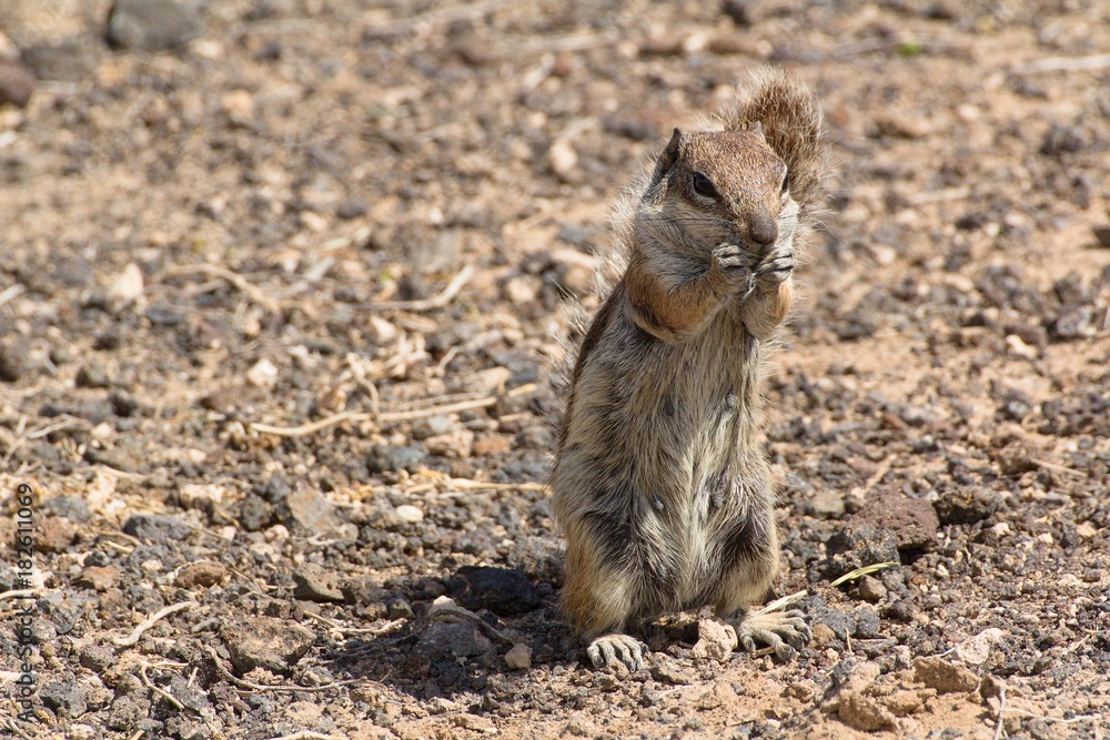 Chipmunk on the Canary Islands in Morro Jable town