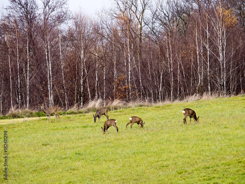 Fototapeta Naklejka Na Ścianę i Meble -  Sarny w jesiennym popołdniu