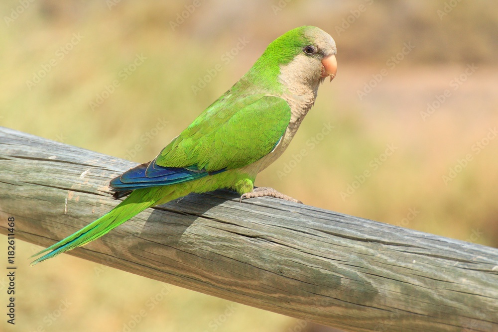 Green parrot in Fuerteventura, Canary Islands Green parrot in Fuerteventura, Canary Islands