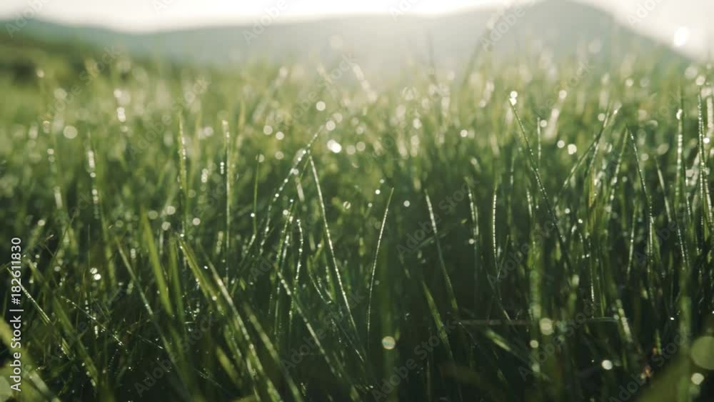Morning dew shining brightly on the green mountain grass. Coziness, harmony, nature beauty. Slow motion, camera stabilizer shot, close up view Morning dew shining brightly on the green mountain grass. Coziness, harmony, nature beauty. Slow motion, camera stabilizer shot, close up view